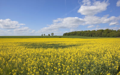 The Yorkshire Wolds – will AONB status help put it on the tourist map?