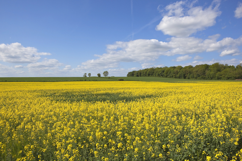 The Yorkshire Wolds – will AONB status help put it on the tourist map?