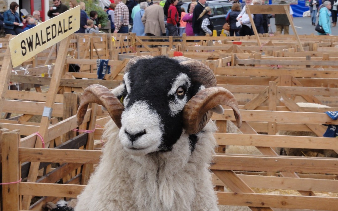 Woolly Facts – in praise of the Swaledale Sheep