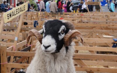 Woolly Facts – in praise of the Swaledale Sheep