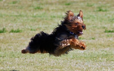 Yorkshire Icons – The Yorkshire Terrier