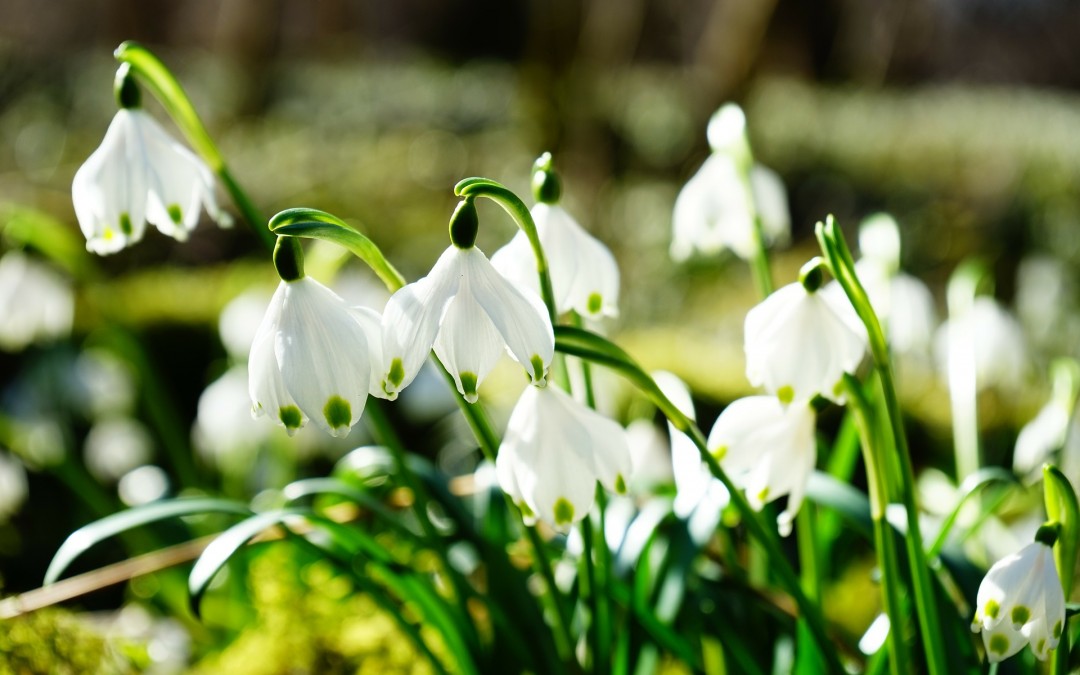Yorkshire’s Spectacular Snowdrops