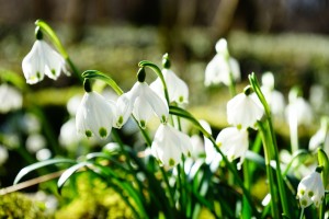 Yorkshire's Spectacular Snowdrops