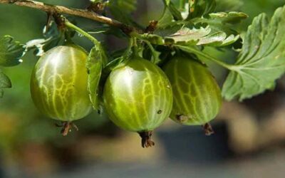 Egton Bridge Gooseberry Show