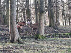 deer in woodland at harewood house yorkshire