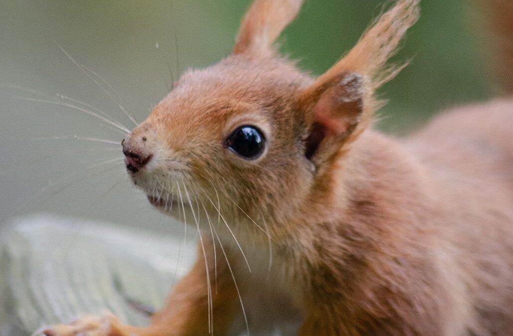 Red Squirrels at the Yorkshire Arboretum